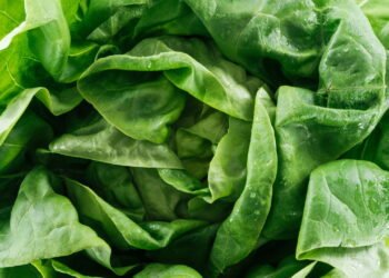 Como armazenar alface para mantê-la fresca
