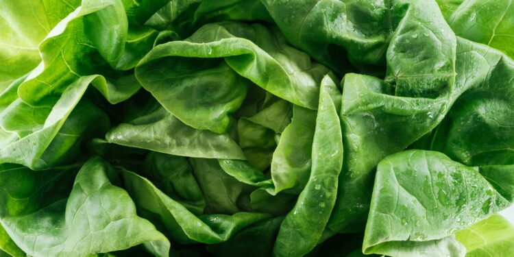 Como armazenar alface para mantê-la fresca