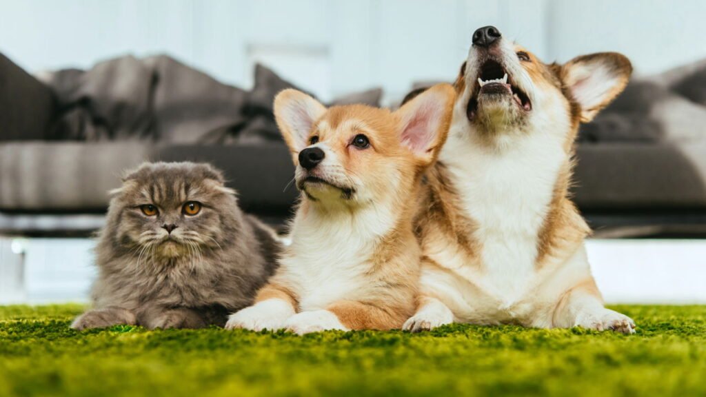 Como seu pet sofre durante o período de volta às aulas