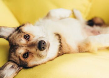 Estudo revela que os nomes de animais de estimação mais populares inspirados em livros são ouro literário