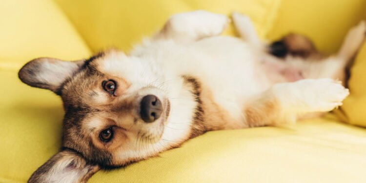 Estudo revela que os nomes de animais de estimação mais populares inspirados em livros são ouro literário