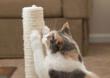 10 arranhadores que seu gato vai amar, e sua casa também