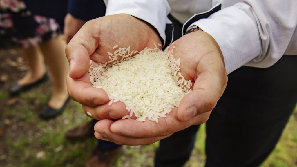 Por que se joga arroz nos noivos após o casamento