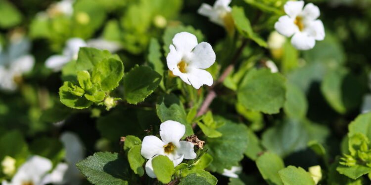 A bacopa contribui para a melhora da memória e da capacidade de aprendizado - Créditos: depositphotos.com / michael14mei2@live.nl