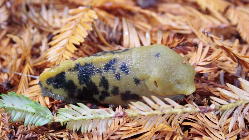 Qual é o animal mais lento do mundo?