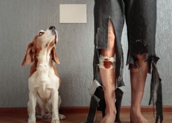 O que significa quando alguém não gosta de cachorros?