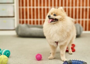 Como manter o pet mentalmente ativo durante longos períodos sozinho em casa