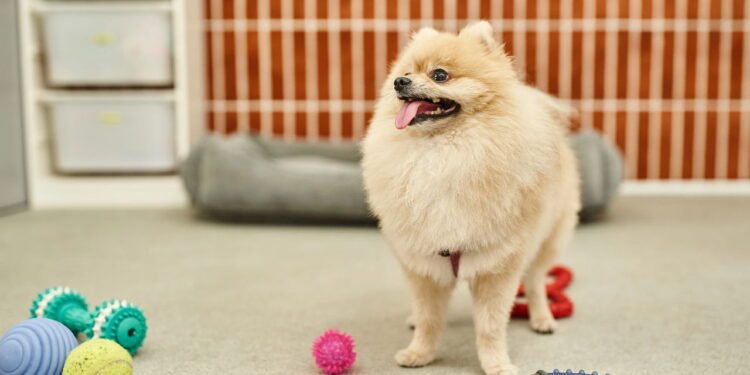 Como manter o pet mentalmente ativo durante longos períodos sozinho em casa