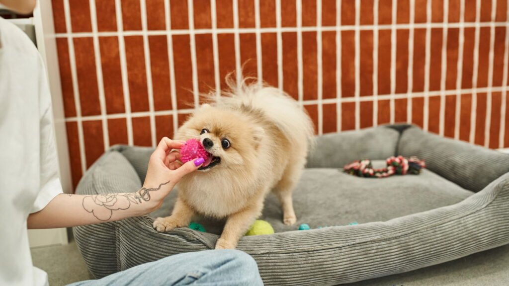 Como manter o pet mentalmente ativo durante longos períodos sozinho em casa