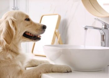 O que significa se o seu cão sempre te segue até o banheiro, segundo especialistas