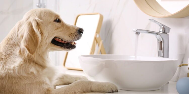 O que significa se o seu cão sempre te segue até o banheiro, segundo especialistas