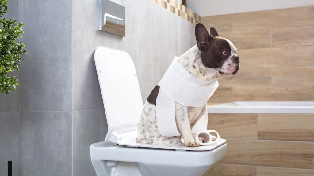 O que significa se o seu cão sempre te segue até o banheiro, segundo especialistas