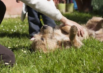Seu cachorro está sempre deitado de barriga para cima? Ele não está necessariamente brincando