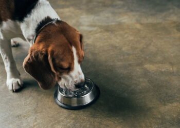 A importância da hidratação: como incentivar seu pet a beber mais água