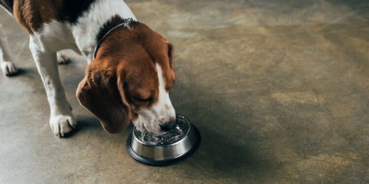 A importância da hidratação: como incentivar seu pet a beber mais água