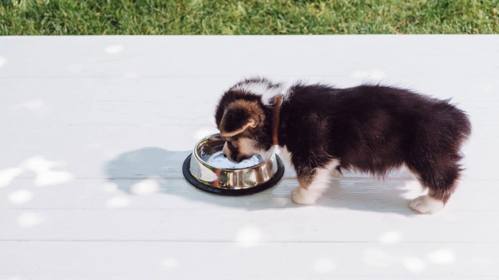 A importância da hidratação: como incentivar seu pet a beber mais água
