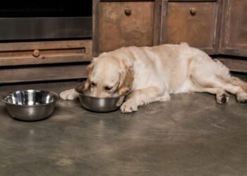 Quais raças de cães correm maior risco de excesso de peso, segundo estudo
