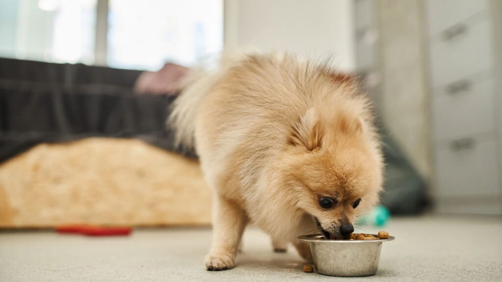 Obesidade em cães: quais fatores aumentam o risco e como preveni-lo