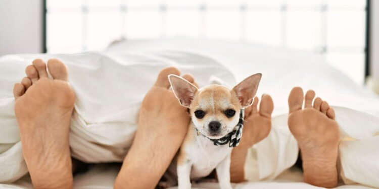 Cachorro nos pés dos donos // Créditos: depositphotos.com / Krakenimages.com