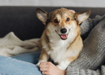 O sinal número 1 que prova que seu cachorro pensa que você é pai dele, de acordo com especialistas