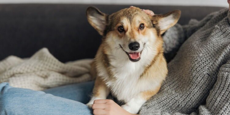 O sinal número 1 que prova que seu cachorro pensa que você é pai dele, de acordo com especialistas