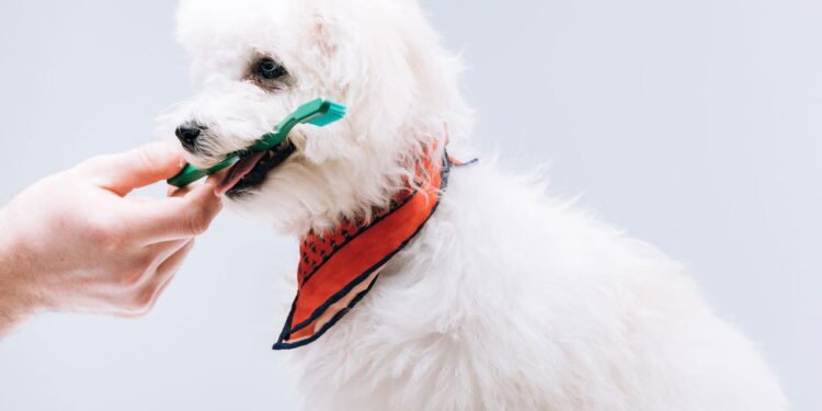 Como escovar os dentes do seu cão todos os dias sem que ele sofra, segundo especialistas