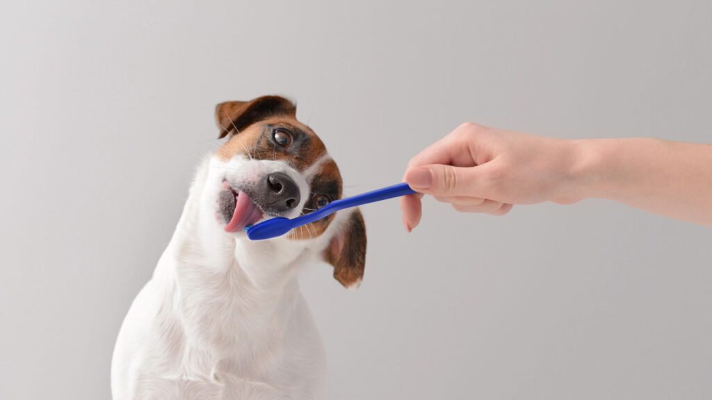 Como escovar os dentes do seu cão todos os dias sem que ele sofra, segundo especialistas