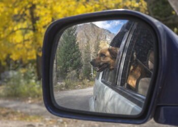 Poucos sabem: por que os cães não se reconhecem no espelho