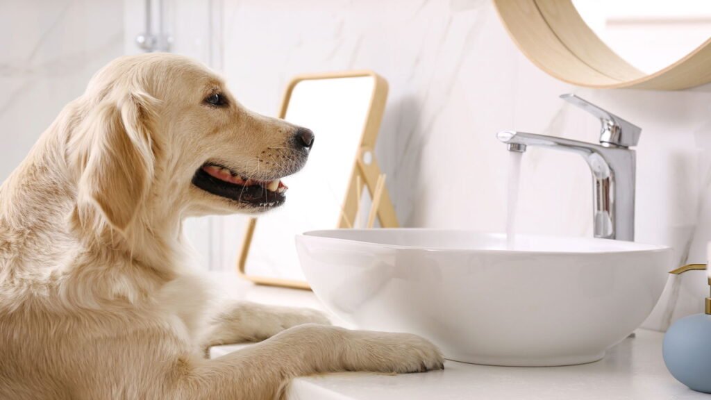 Poucos sabem: por que os cães não se reconhecem no espelho