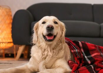 O erro comum que você deve evitar com seu cão no inverno, segundo um especialista