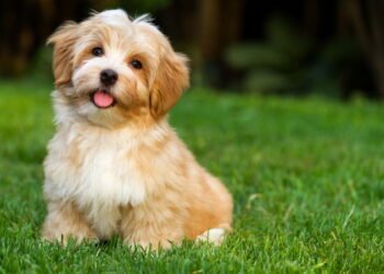 Por que cães e gatos comem grama?