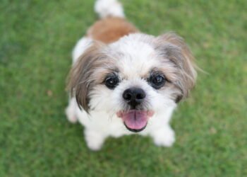 Como fazer um cachorro velho feliz: dicas de veterinários