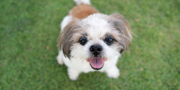 Como fazer um cachorro velho feliz: dicas de veterinários