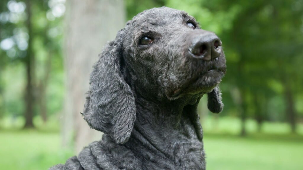 Como fazer um cachorro velho feliz: dicas de veterinários