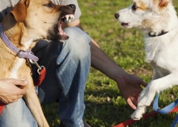 Como identificar quando um cachorro está irritado