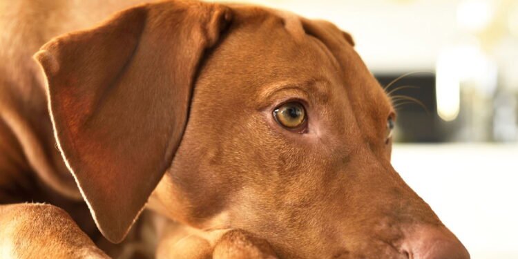 Os melhores nomes para quem tem um cachorro marrom e não quer ser óbvio