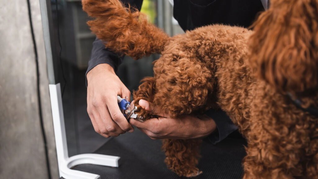 Os melhores nomes para quem tem um cachorro marrom e não quer ser óbvio