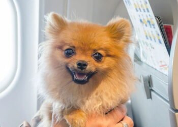 Dicas para fazer a adaptação do pet em viagens longas de ônibus ou avião