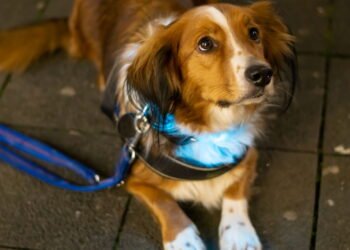 Se o seu cachorro estiver fazendo isso à noite, pode ser um problema de saúde oculto