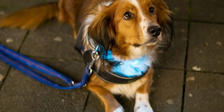 Se o seu cachorro estiver fazendo isso à noite, pode ser um problema de saúde oculto