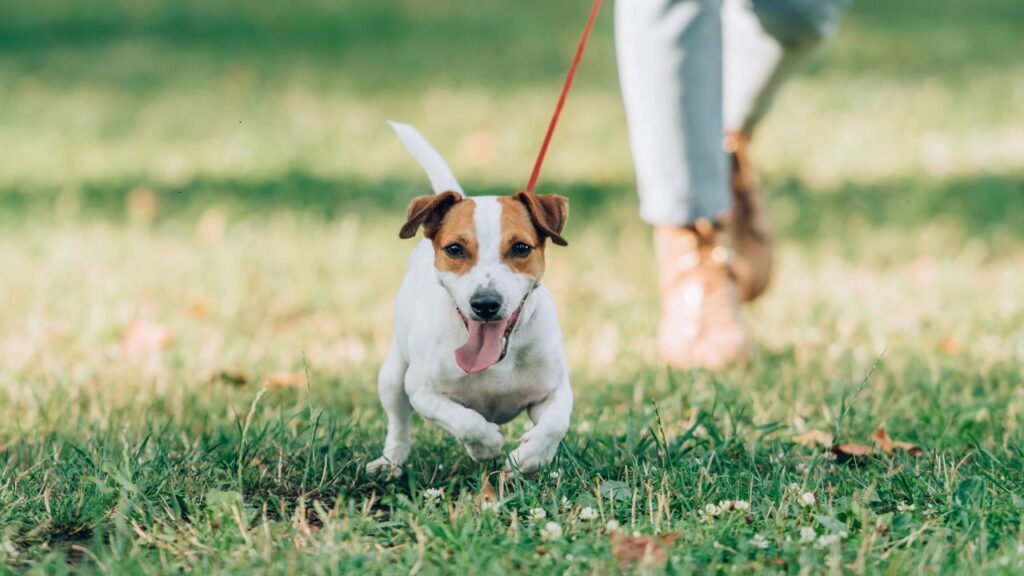 O que fazer se o seu cão puxar a coleira durante a caminhada, de acordo com um treinador de cães