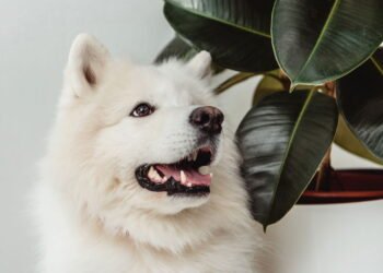 A planta surpreendente que é secretamente tóxica para animais de estimação