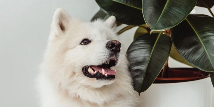 A planta surpreendente que é secretamente tóxica para animais de estimação