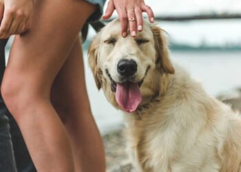 Levar seu cachorro à praia é legal, mas preste atenção a essas regras ou você terá sérios problemas