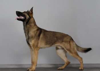 As raças de cães de guarda mais indicadas para proteger a sua família