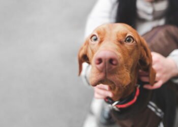 O que significa para uma pessoa ter medo de cães de rua, segundo a psicologia