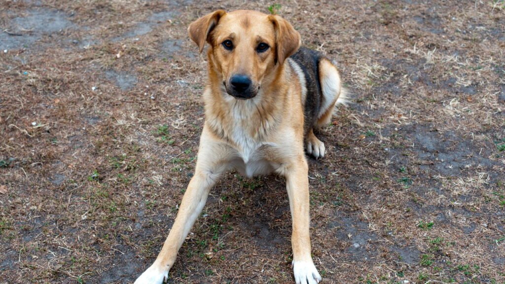 O que significa para uma pessoa ter medo de cães de rua, segundo a psicologia