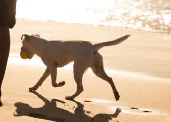 O que significa quando um cão de rua começa a te seguir