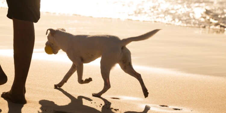 Cachorro - Créditos: depositphotos.com / kasto