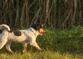 O que significa quando seu cachorro come grama?
